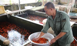 Làng nghề cá chép đỏ tất bật trước ngày ông Công ông Táo