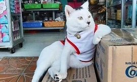 Hóa ra hội “quàng thượng” chính là “trùm cuối” trong các tiệm tạp hóa ở New York