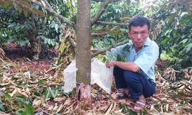 Vườn sầu riêng của ông Dũng bị kẻ gian đẽo gốc