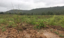 Khu vực đất rừng bị phá để trồng bạch đàn. Ảnh: Đình Văn