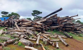 Dự án sân Golf nghìn tỷ: Gia Lai bán hơn 59.000 cây thông cho FLC giá bao nhiêu?