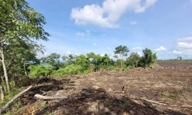 Hiện trường vụ san ủi đất rừng