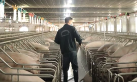 Nhiều dự án trang trại chăn nuôi trên địa bàn tỉnh Gia Lai