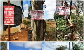 Nhan nhản các tấm biển bán đất ở đồi thông Ia Dêr (ở Gia Lai)