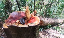 Hiện trường vụ phá rừng ở huyện Sa Thầy (Kon Tum)