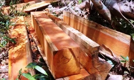 Gỗ quý bị xẻ hộp để đưa ra khỏi rừng