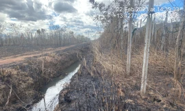 Cây hồ tiêu bị cháy của Công ty Trường Thịnh