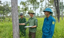 Nhiều nhân viên giữ rừng ở Gia Lai xin nghỉ việc