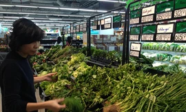 “Ma trận” rau an toàn