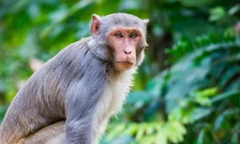 Tìm cách vây bắt khỉ vàng xâm nhập sân bay Nội Bài