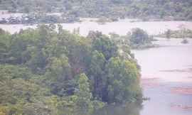 Cả cánh rừng đang bị ngập dưới lòng hồ Rào Quán 