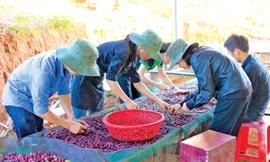 Cà phê được hái chín, phân loại