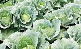 Nhiều vườn rau đến kỳ thu hoạch nhưng chưa tìm được nơi tiêu thụ