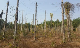 Một vườn tiêu đang “chết lâm sàng” tròng vùng dự án ở xã Cửa Cạn 