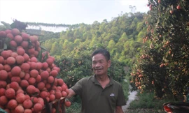 Ông Trần Văn Lân (ở xã Nam Dương, Lục Ngạn) phấn khởi với vụ vải thu về tiền tỷ trong năm nay. Ảnh: N.T