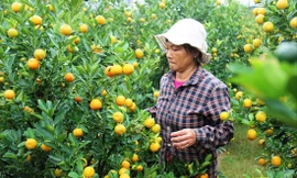 Nông dân thủ phủ quất cảnh Hội An lo lắng tìm đầu ra cho quất