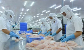 Trung Quốc siết nhập cá tra, doanh nghiệp Việt tránh chào giá thấp