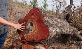 Không chỉ chi sai hàng tỷ đồng tiền dịch vụ môi trường rừng, thời gian qua, Quảng Nam còn phát hiện hàng loạt vụ phá rừng trái phép. Ảnh: Hoài Văn