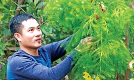 Bí ẩn linh mộc tụ khí thiêng Yên Tử