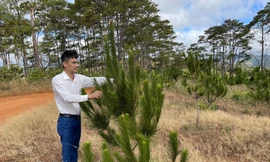 Anh Tuấn bên rừng thông hơn 2 năm tuổi