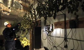 Cảnh sát Anh tịch thu những cây cần sa phơi khô trong một nhà máy ở Birmingham. Ảnh: Reuters