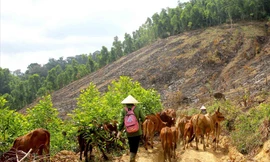 Thả bò trên đồi