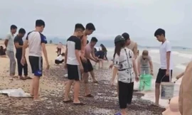 Ốc 'lạ' dạt kín đặc bờ biển Quảng Bình: Chi cục Thủy sản nói gì?