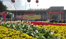 Hoa tại một đảo giao thông 