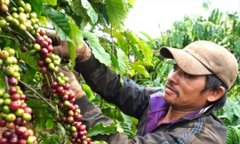 Ông Siu Nhức thu nhập gần 1 triệu đồng/ngày từ hái cà phê thuê