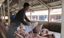 Các doanh nghiệp chăn nuôi lớn nên “nhả” con giống, thức ăn chăn nuôi với giá hợp lý cho các hộ chăn nuôi, trang trại, HTX