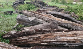 Hơn 1.000 m3 gỗ bị mục nát gần hết