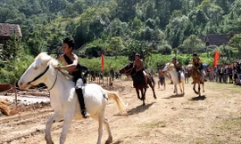 Ngựa không yên tung vó trên cao nguyên 