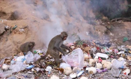 Khỉ Sơn Trà đào bới thức ăn ở bãi rác cạnh chùa Linh Ứng. Ảnh: N.T