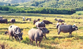 Đàn trâu làng Trường Sơn dưới chân đồi Sân Bay 