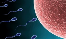 Chất lượng 'con giống' đang suy giảm nghiêm trọng