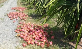 Thanh long phải đổ bỏ ở Bình Thuận. Ảnh: M.T