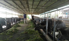 Trang trại hiện có hàng trăm con trâu