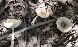 Nấm lạ sau khi gia đình bà Nhiếk ăn. Ảnh: Người nhà cung cấp