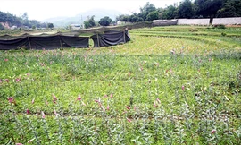 Người dân ồ ạt trồng hoa ly vào mốc giới đường cao tốc để trục lợi tiền đền bù