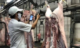 Nguồn thịt lợn cung cấp ra thị trường hiện nay chủ yếu từ các công ty chăn nuôi lớn