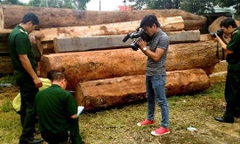 Lực lượng chức năng đo đếm khối lượng gỗ bị cướp năm 2016 