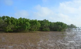 Rừng biển Sóc Trăng 