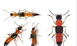 Kiến ba khoang thường xuất hiện tại nơi có ánh sáng như bàn học, bàn làm việc 