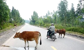 Tình trạng bò thả rong trên đường gây nguy hiểm cho người tham gia giao thông