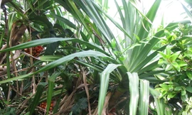 Thuốc hay từ dứa dại