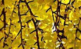 Ảnh minh họa: Internet