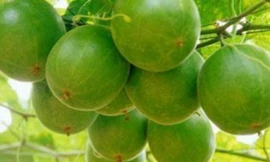 Ảnh minh họa: Internet