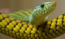 Ảnh minh họa: Internet