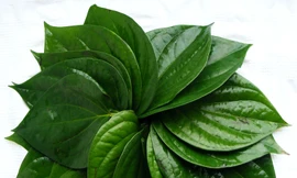 Ảnh minh họa: Internet