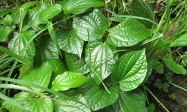 Ảnh minh họa: Internet